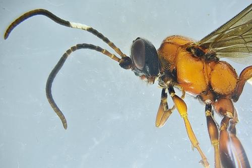 Aptesis flagitator